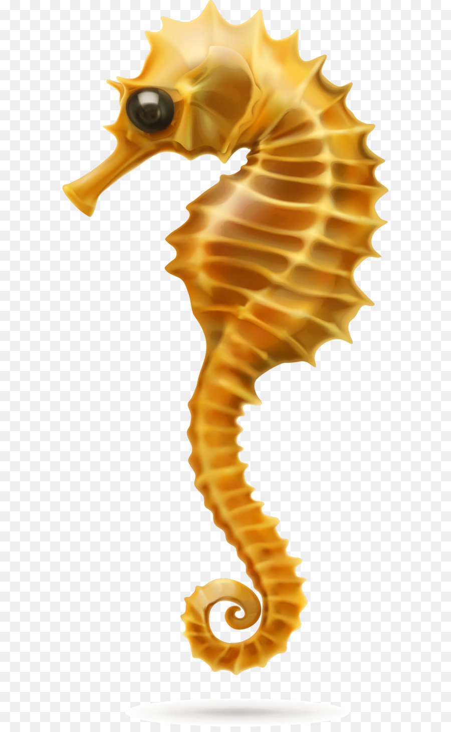 Hippocampe，Coquillage PNG