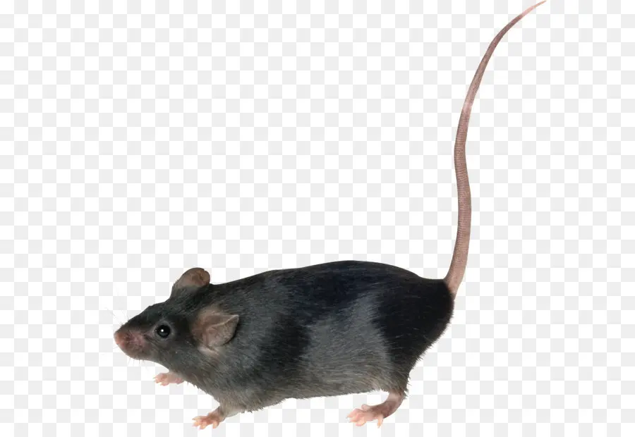 Rat Noir，Rat PNG