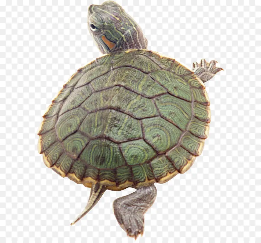 Tortue，Reptile PNG