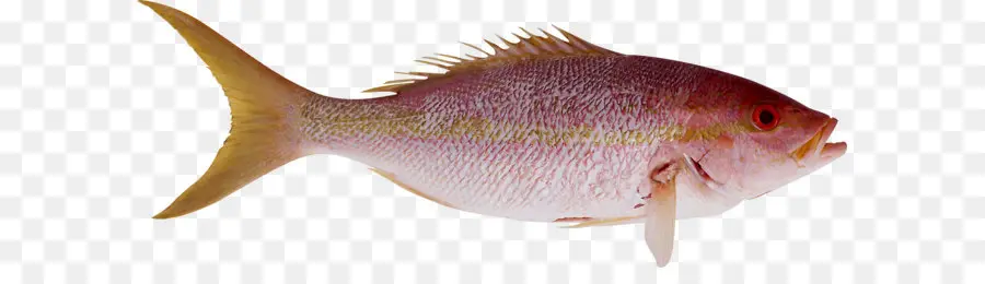 Poisson，Aquatique PNG