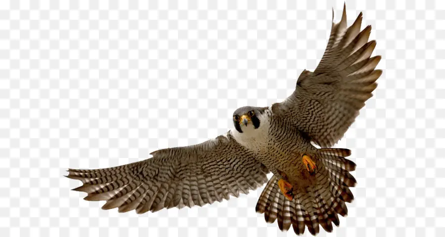 Falcon，Le Faucon Pèlerin Falcon PNG