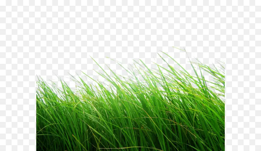 Herbe Verte，Lames PNG