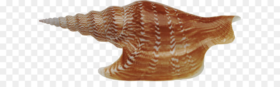 Coquillage，Océan PNG