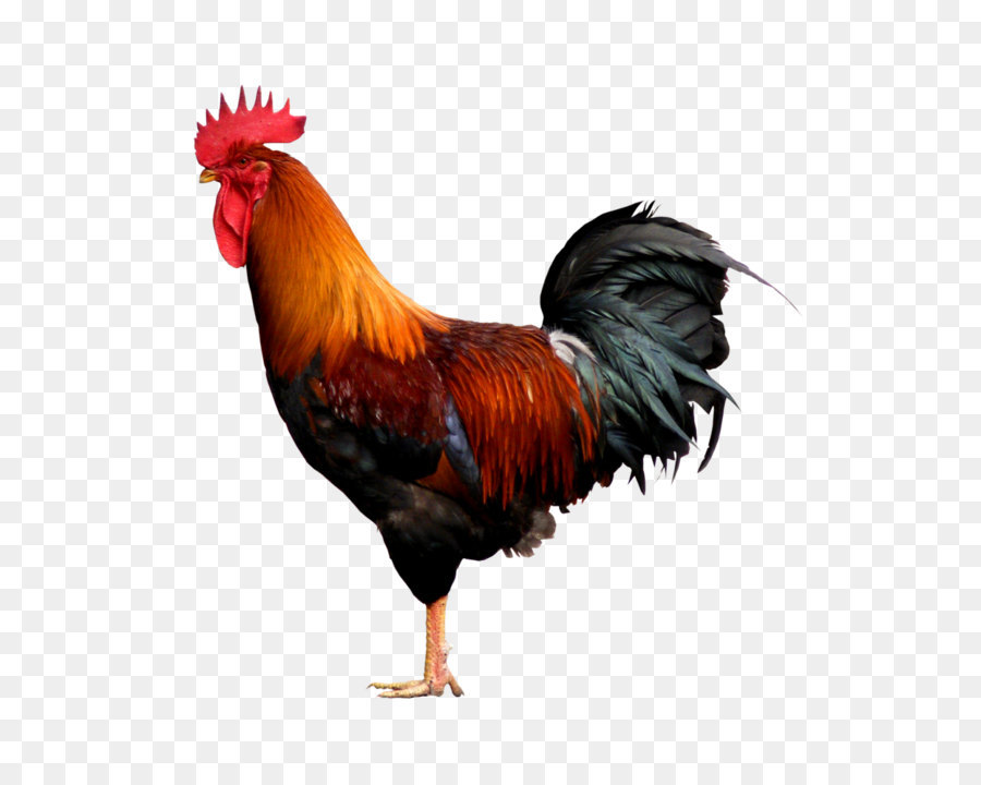 poulet coulee creatif coq png poulet coulee creatif coq transparentes png gratuit