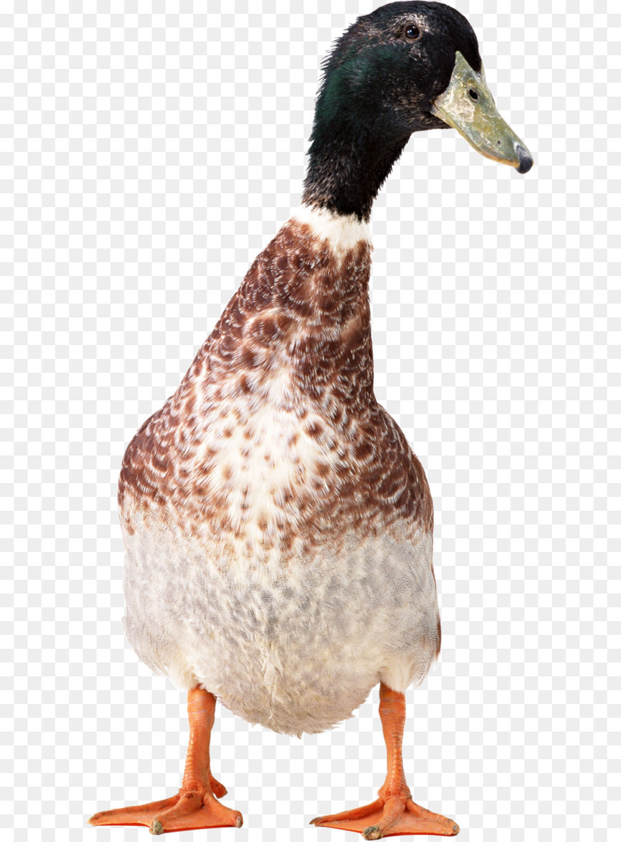 Canard，Stock Photographie PNG