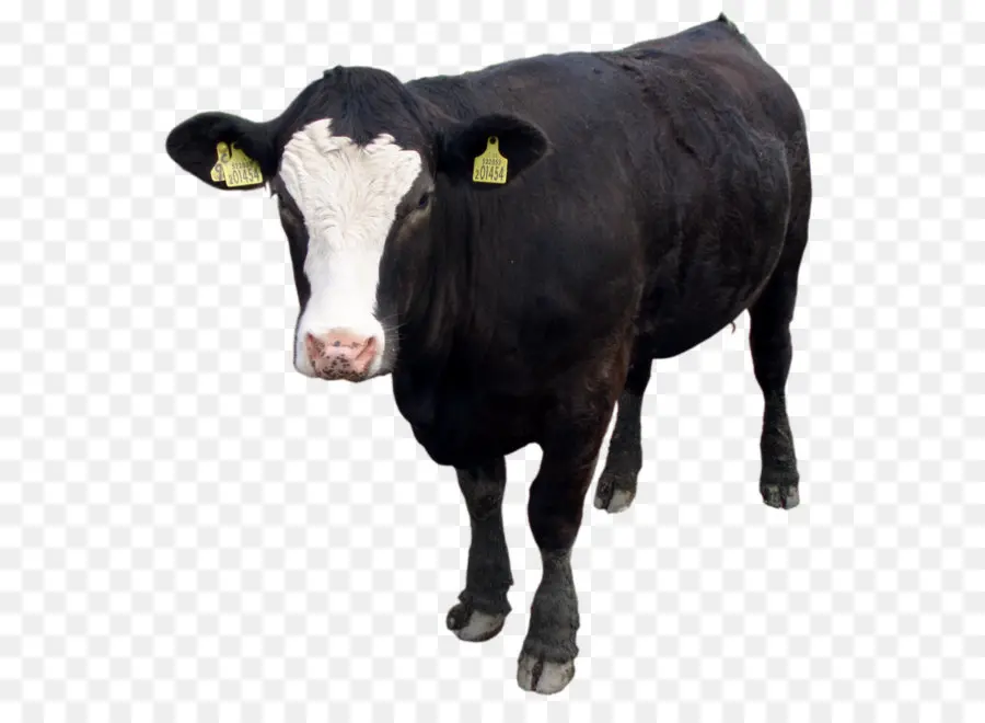 Vache，Bétail PNG