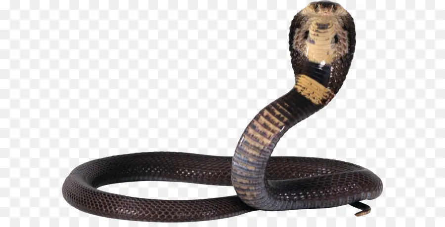 Cobra，Reptile PNG