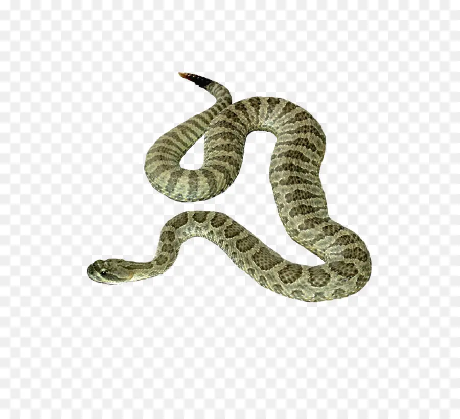 Serpent，Reptile PNG