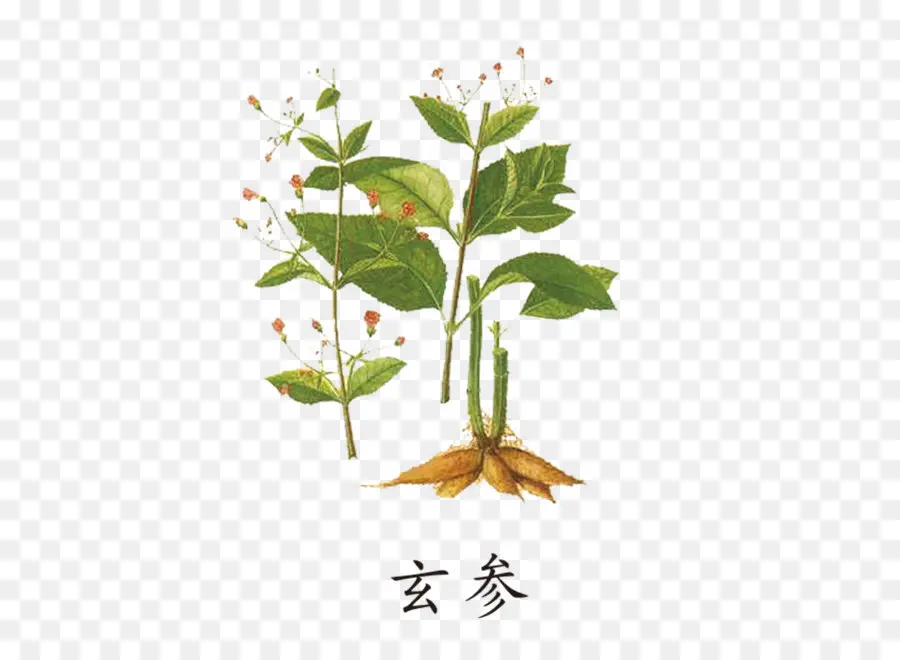 Illustration De La Plante，Herbe PNG