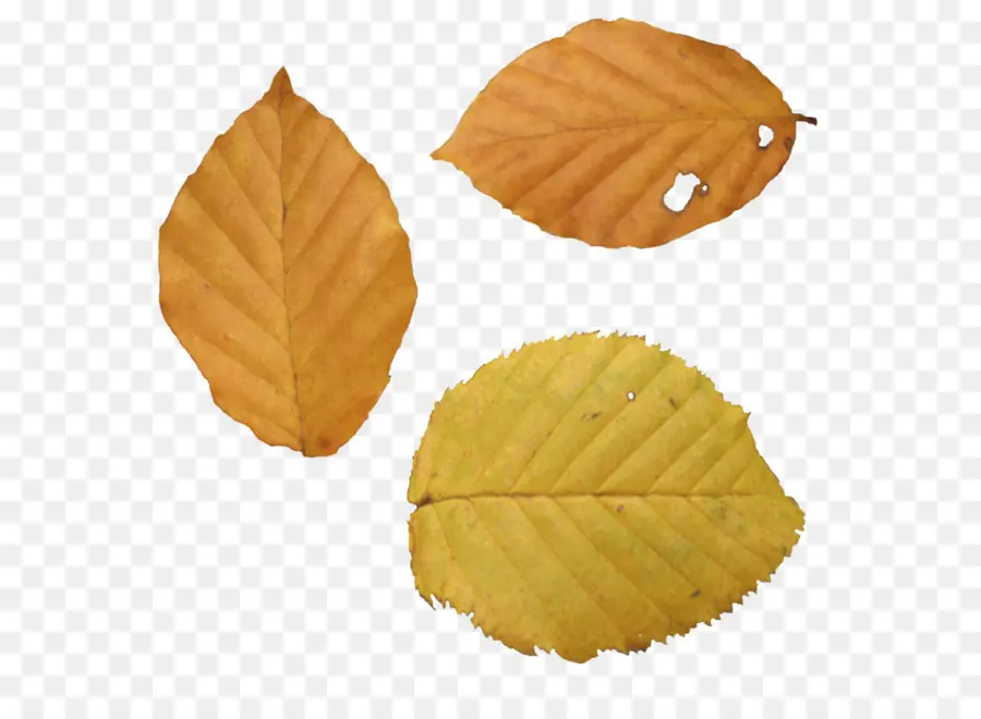 Feuilles D'automne，Automne PNG