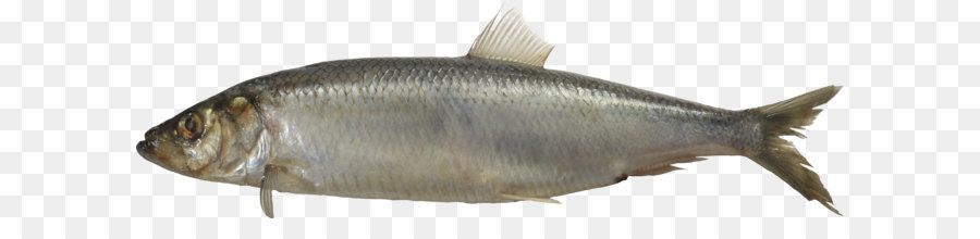 Poisson，Aquatique PNG