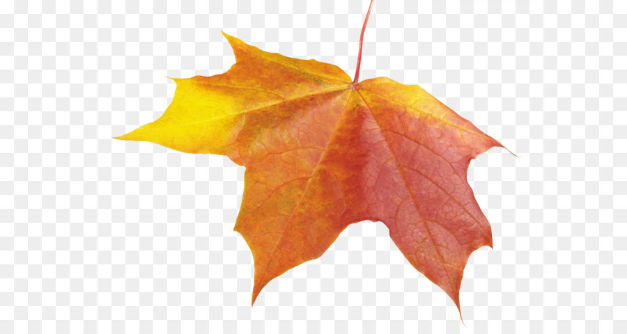 Feuilles D'automne，Brun PNG