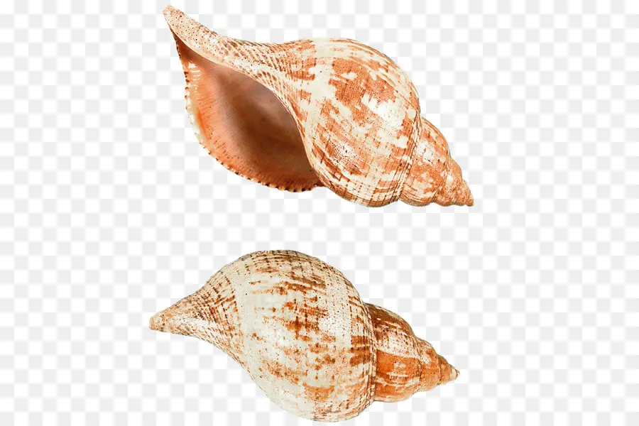 Coquillage，Coquille PNG