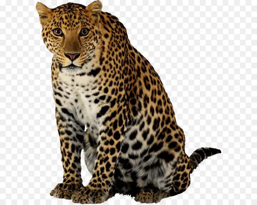 Le Guépard，Leopard PNG
