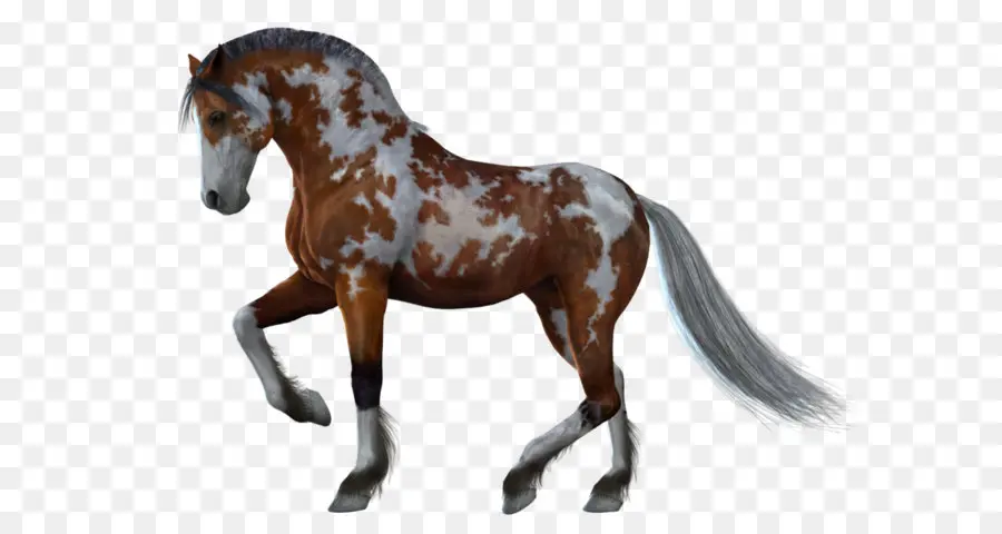 Cheval，Poney PNG