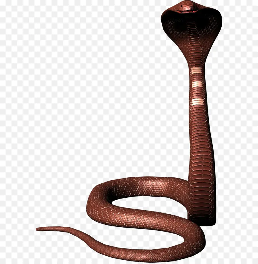 Serpent Cobra，Reptile PNG