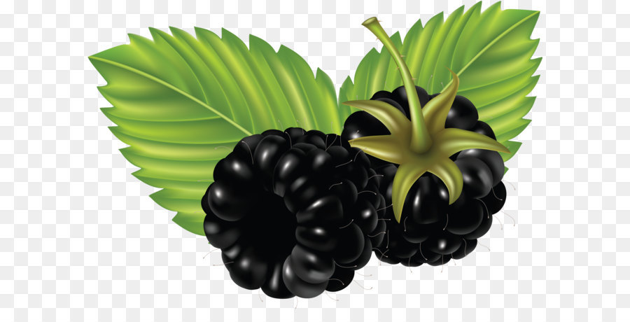 Blackberry，Berry PNG