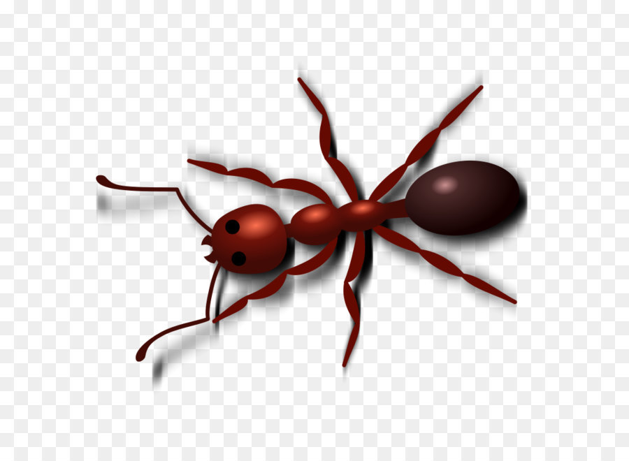 Fourmis，Cercle PNG