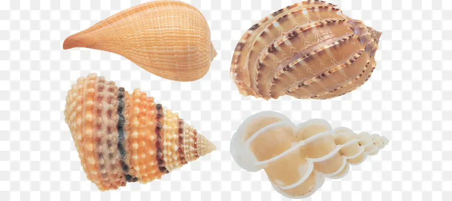 Coquillages，Coquille PNG