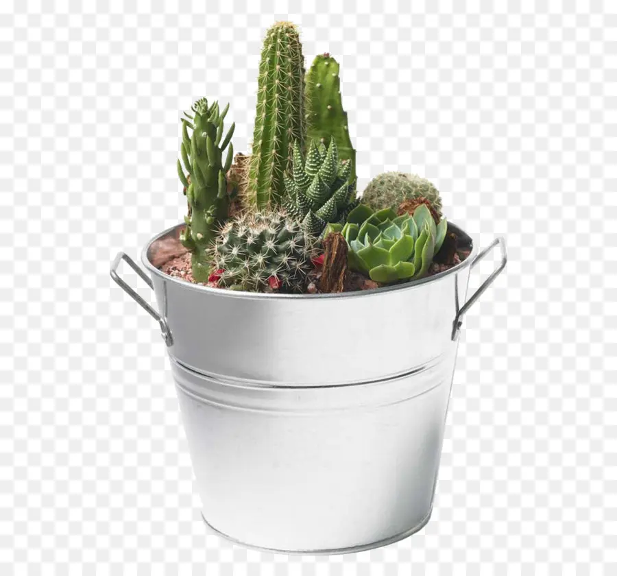 Cactus，Pot PNG