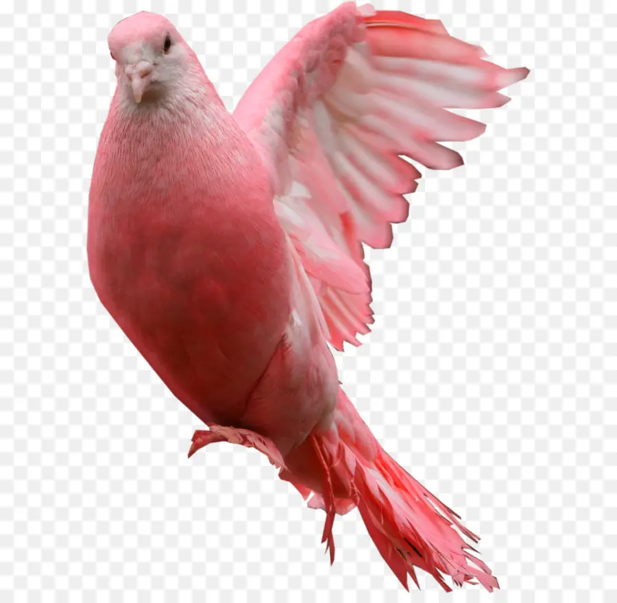 Colombe Rose，Oiseau PNG