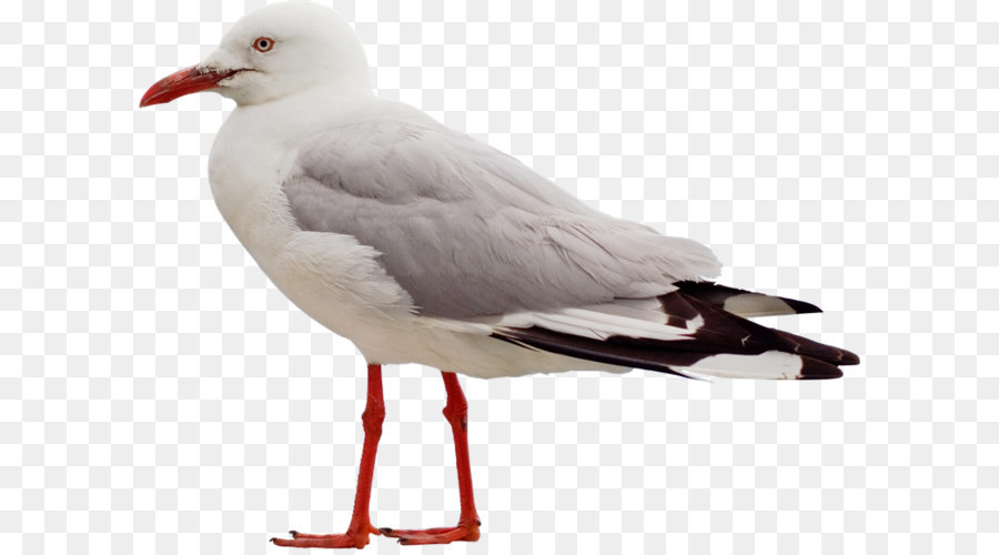 Mouette，Oiseau PNG