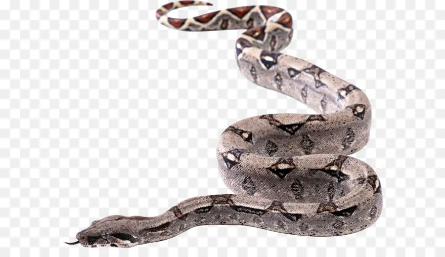 Serpent Gris，Reptile PNG