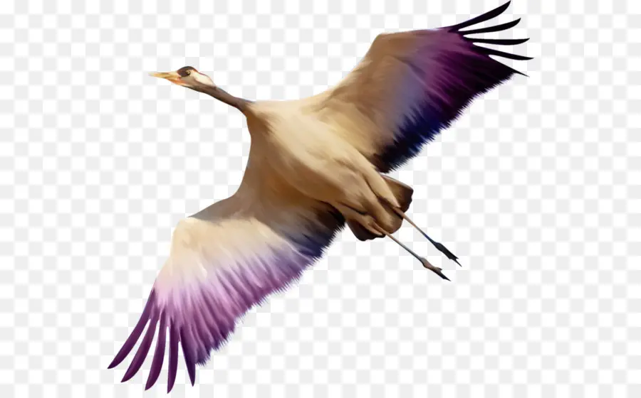Oiseau，Goose PNG