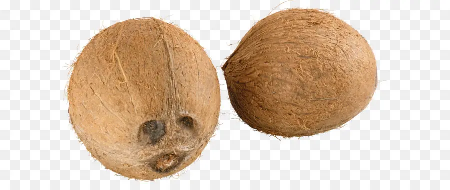 Noix De Coco，Brun PNG