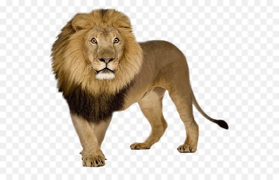 Lion，à Queue Blanche Cerf PNG