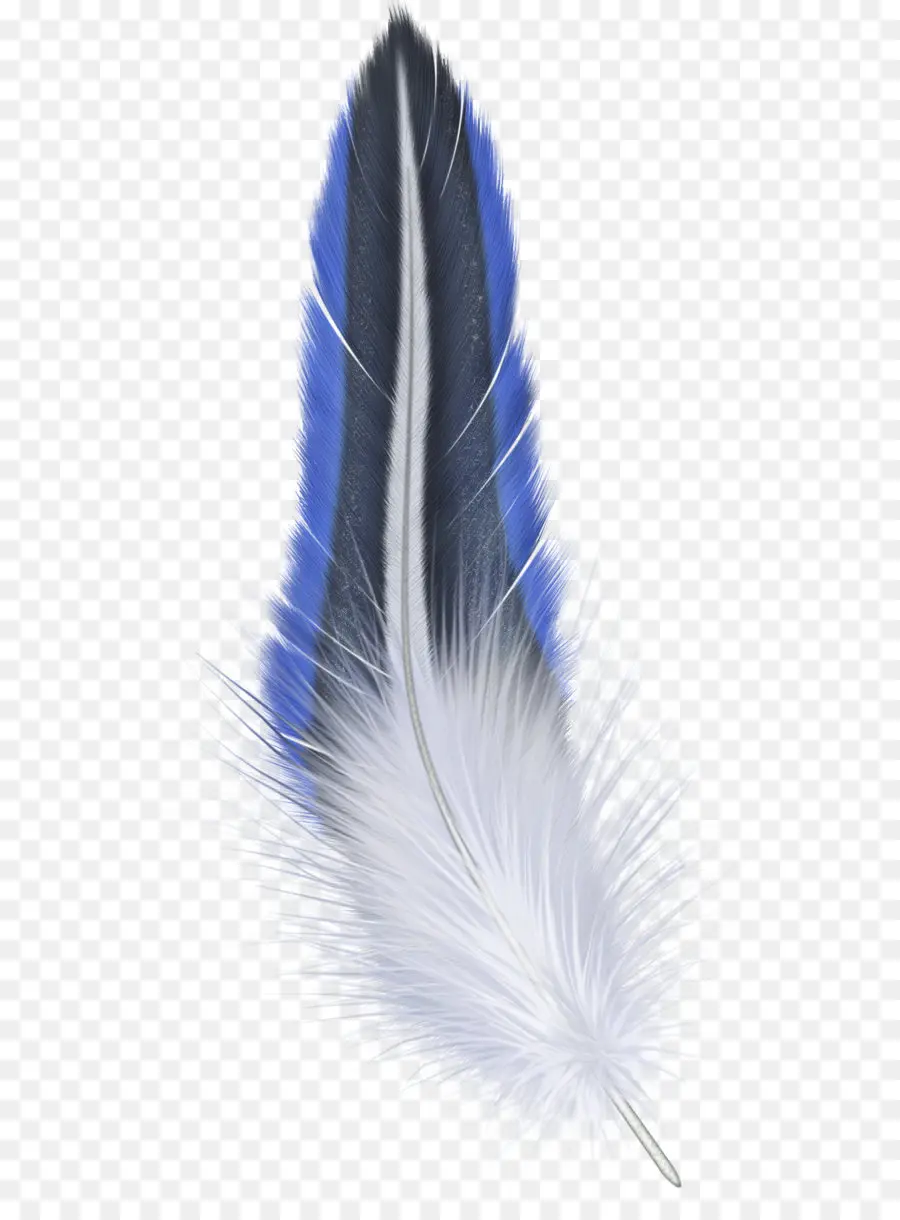 Oiseau，Plume PNG