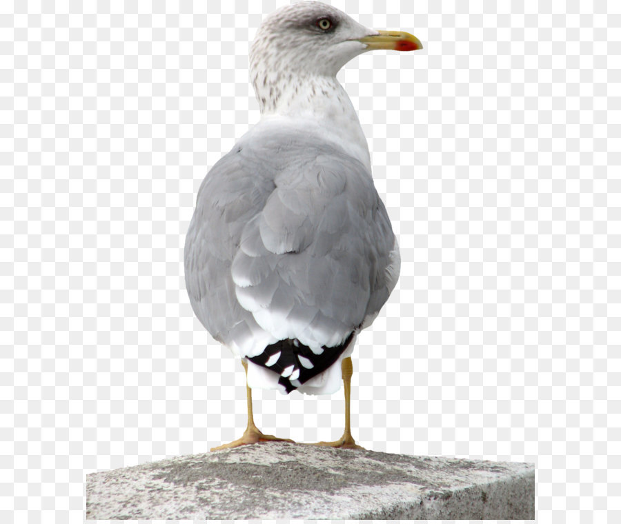 Mouette，Oiseau PNG