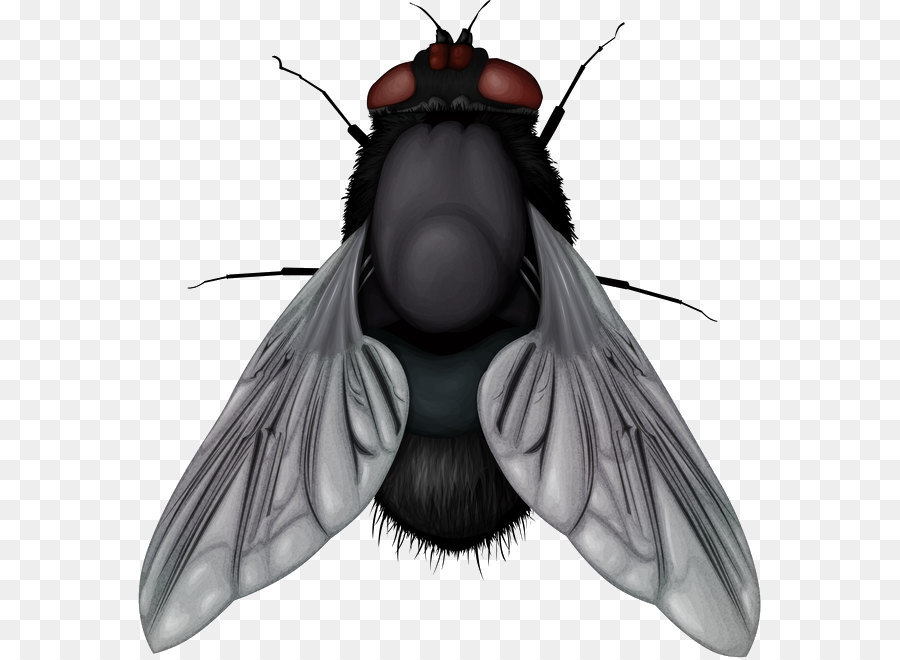 les insectes mouche telecharger png les insectes mouche telecharger transparentes png gratuit les insectes mouche telecharger png