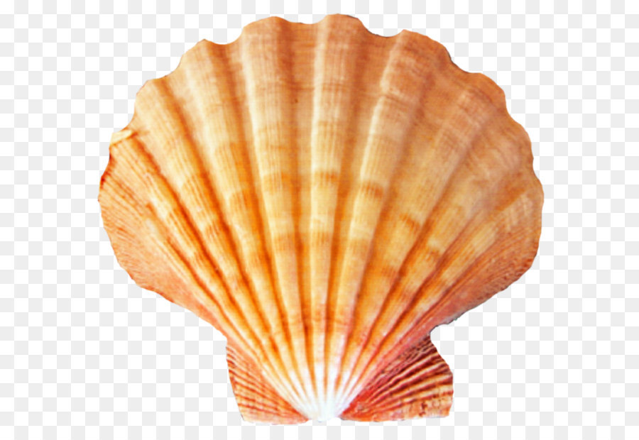 Coquillage Mollusque A Coquille Mer Png Coquillage Mollusque A Coquille Mer Transparentes Png Gratuit