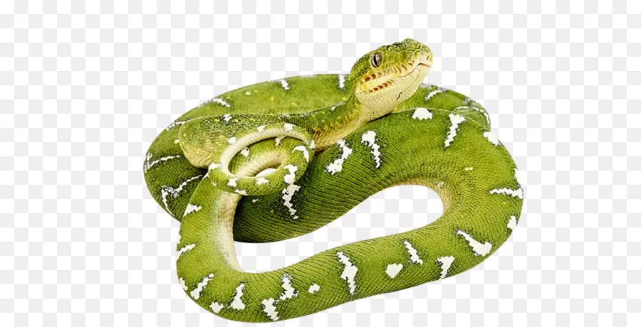 Serpent Vert，Reptile PNG