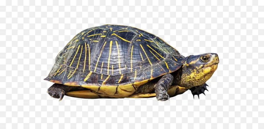 Tortue，Reptile PNG