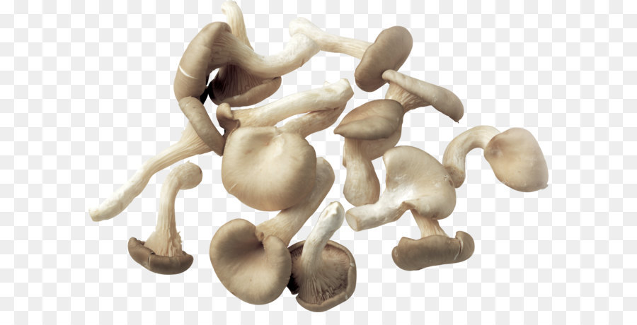 Champignons，Grappe PNG