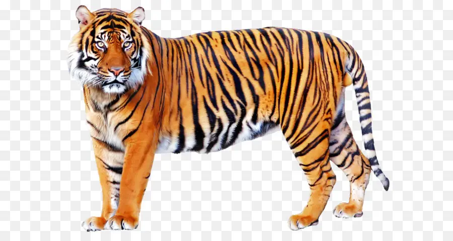 Lion，Chat Sibérien Tigre PNG