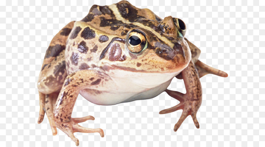 Grenouille，Amphibie PNG