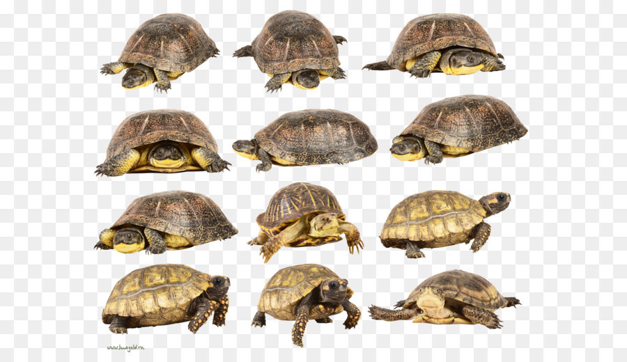 Tortues，Reptile PNG