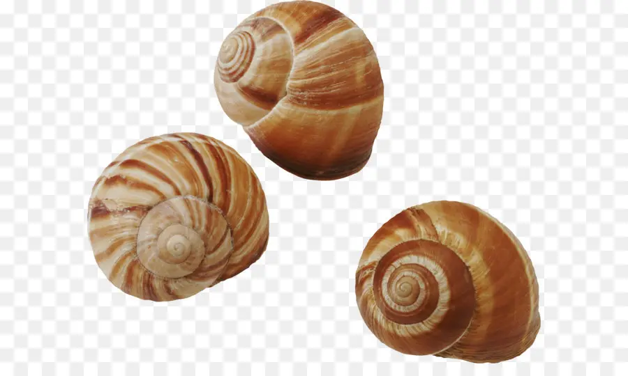 Coquilles D'escargots，Spirale PNG