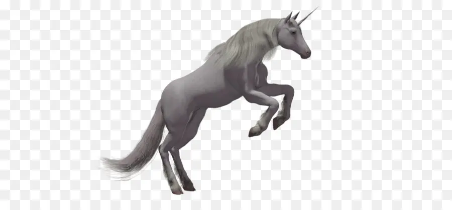 Licorne，Blanc PNG