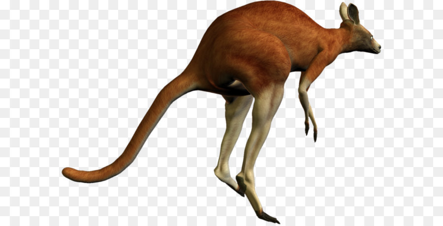 Kangourou，Marsupial PNG