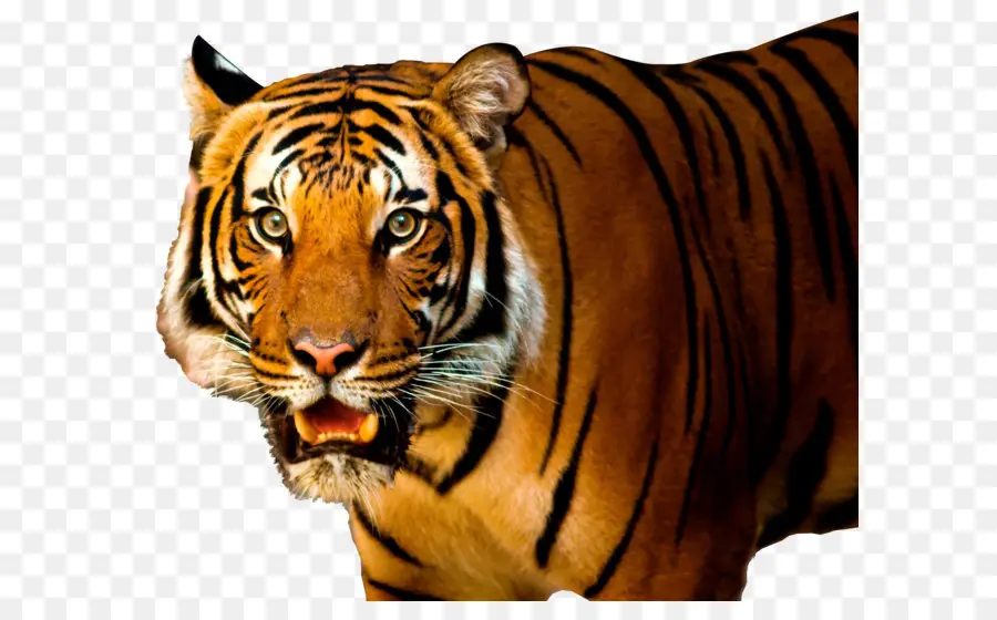 Tigre，Rugissement PNG