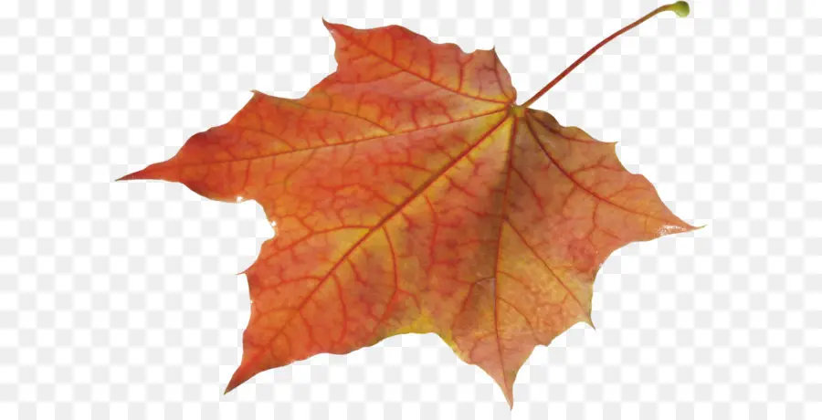 Feuille D'automne，Automne PNG