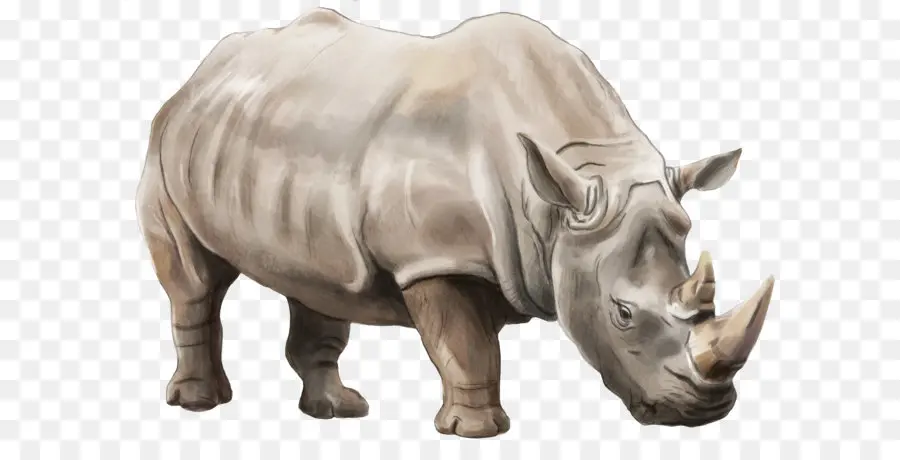 Rhinocéros，Faune PNG