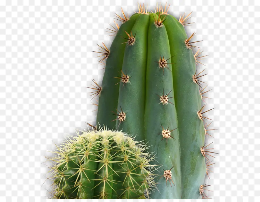 Cactaceae，San Pedro De Cactus PNG