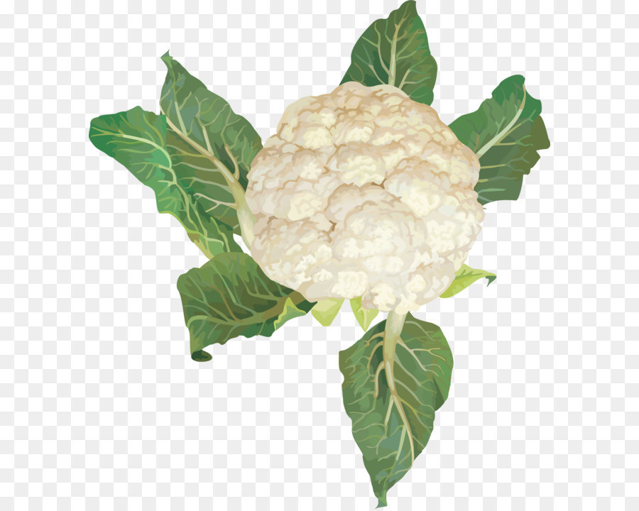 Chou Fleur，Blanc PNG