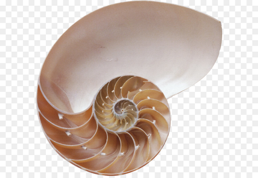 Coquille De Nautilus，Mer PNG