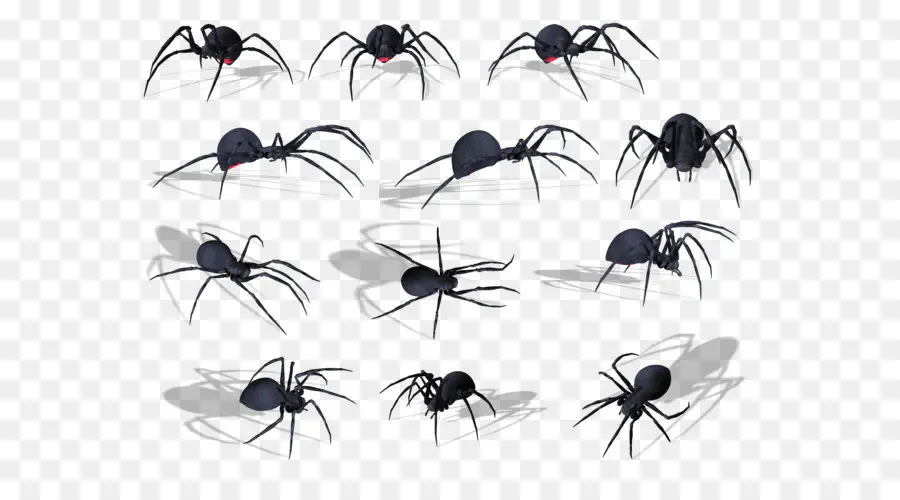 Araignées Noires，Effrayant PNG